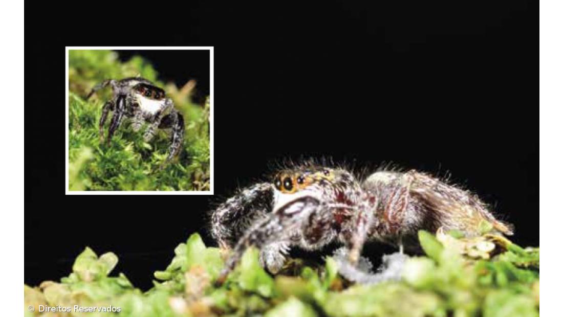 Fauna terrestre dos Açores dada a conhecer em guia – Imagem 1