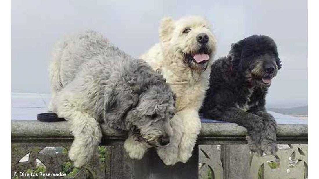 Fauna terrestre dos Açores dada a conhecer em guia – Imagem 2