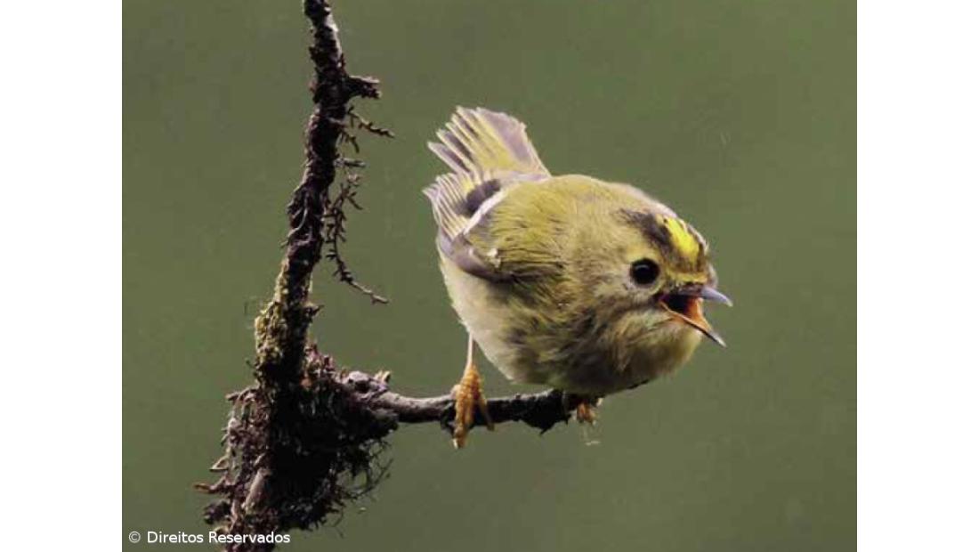 Fauna terrestre dos Açores dada a conhecer em guia – Imagem 3