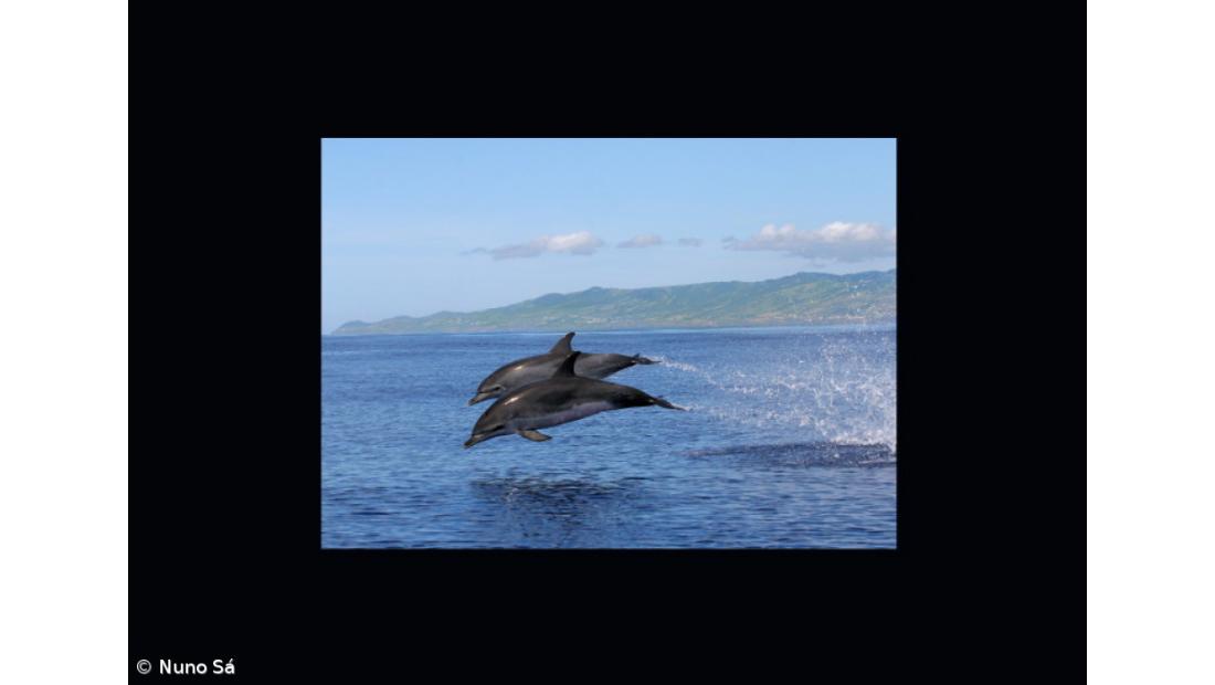 Golfinhos reconhecem-se após vinte anos de separação