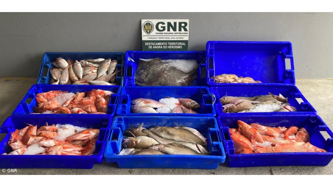 Apreendidos 680 quilos de pescado capturado ilegalmente nos Açores