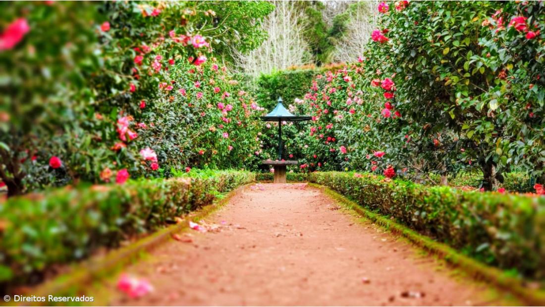 Parque Terra Nostra assinala Florescer das Camélias