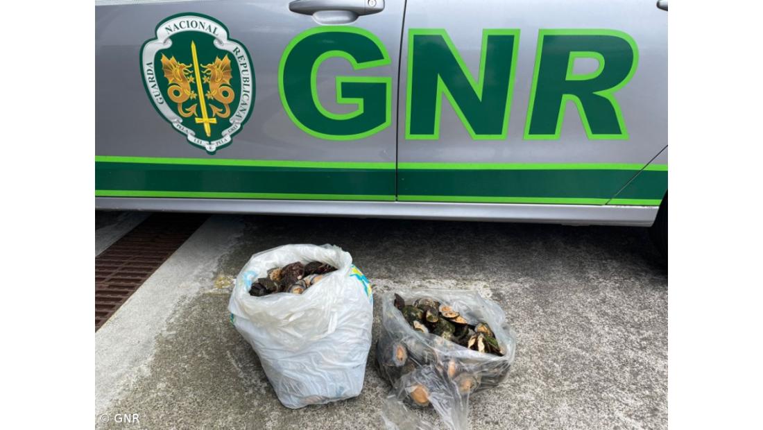 GNR apreendeu 18 quilos de lapas por apanha ilegal