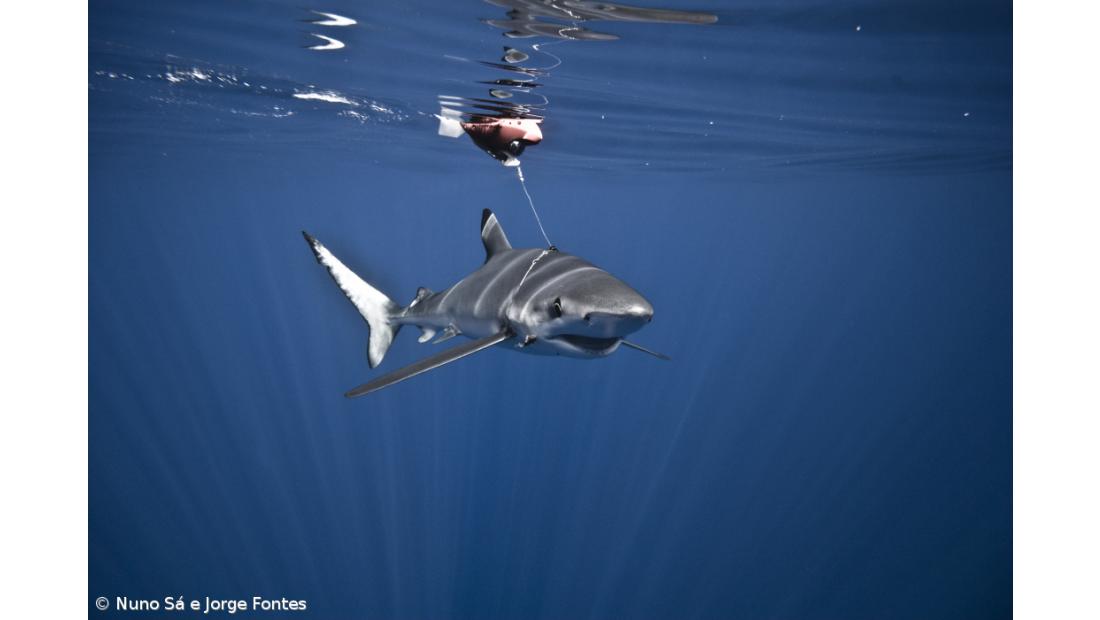 Secret life of sharks and manta rays uncovered – Imagem 2