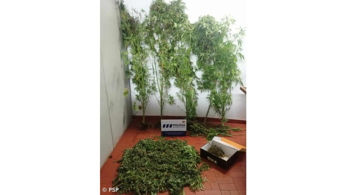  Detenção de casal por alegado tráfico de estupefacientes nas Lajes do Pico