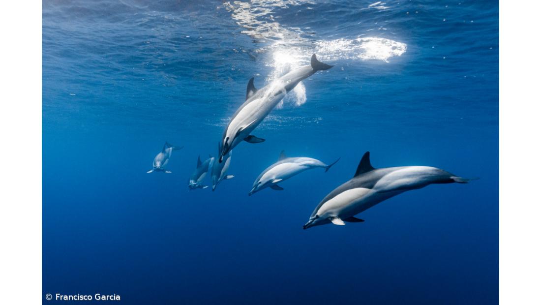 PAN quer fim dos espetáculos com golfinhos e colocação dos animais em santuários marinhos