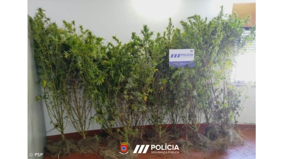 Homem detido no Pico por suspeita de tráfico de estupefacientes 