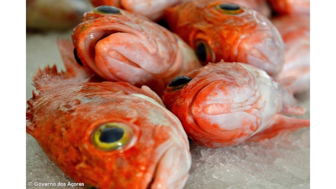 Açores anunciam redução dos limites máximos da captura do peixe imperador