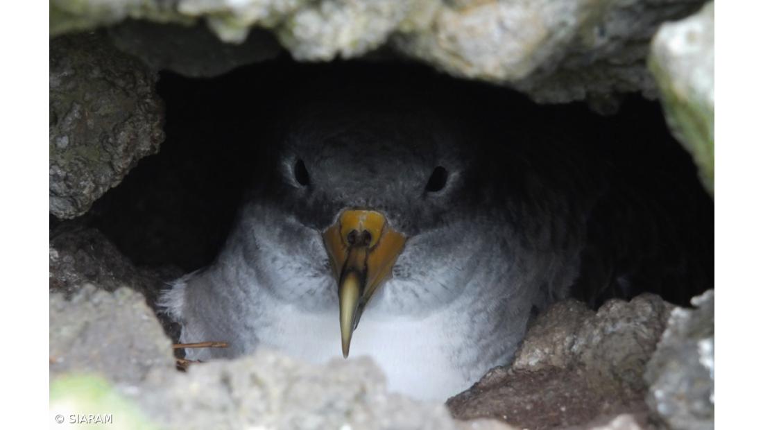 Autarquia da Lagoa adere à Campanha SOS Cagarro