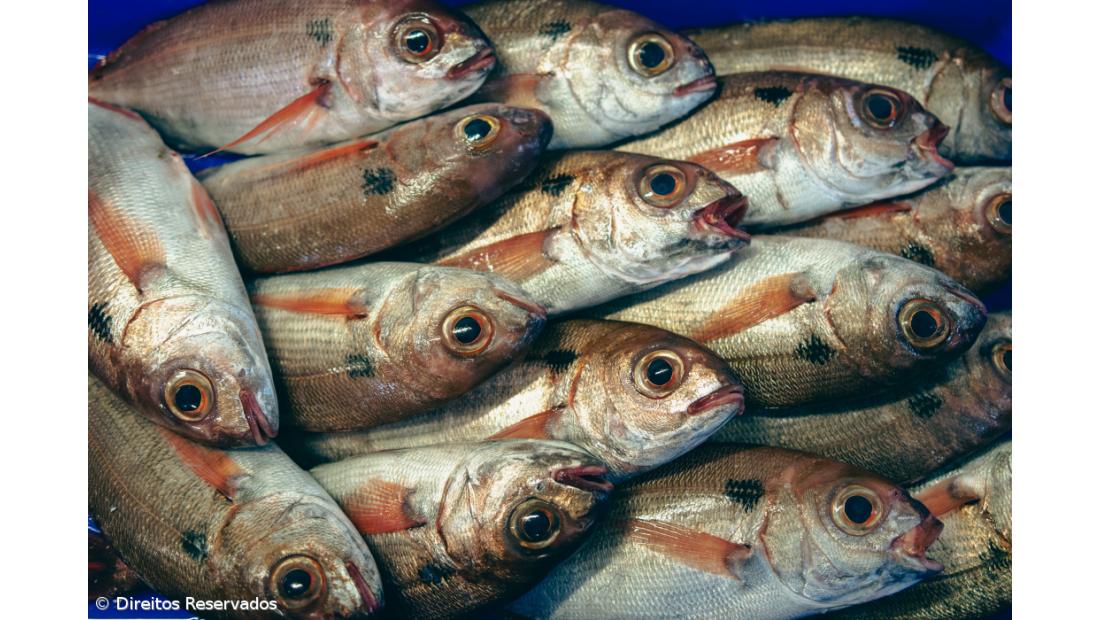 Por açorianos mares diariamente navegados – Imagem 1