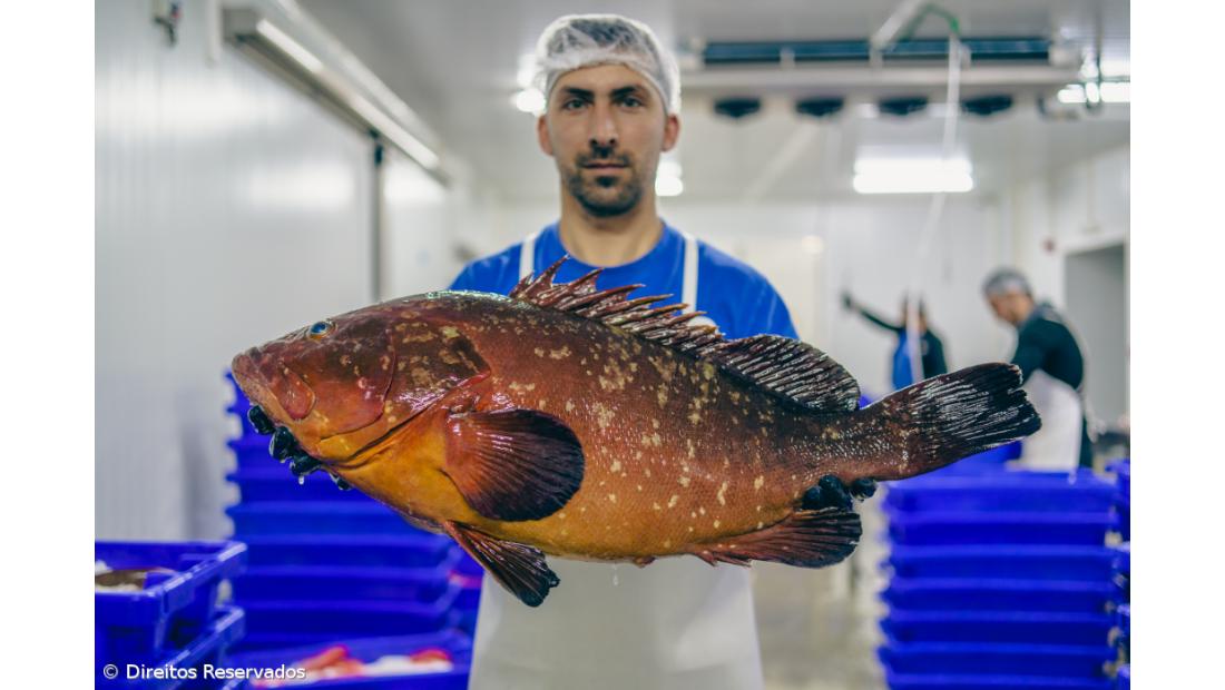 Por açorianos mares diariamente navegados – Imagem 3