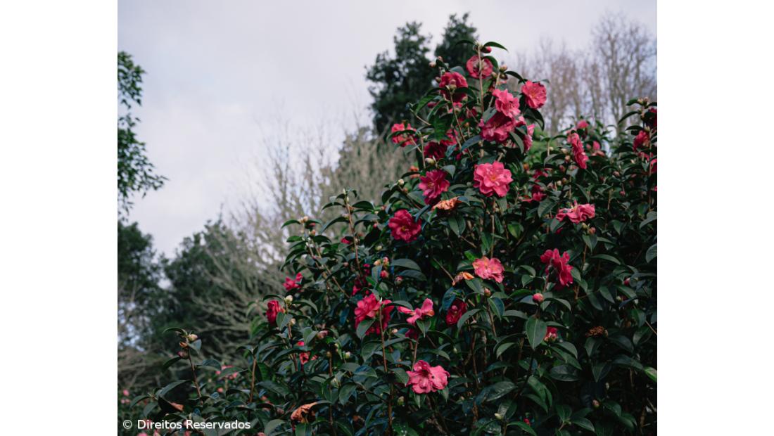Terra Nostra renova título de Internacional Camellia Garden of Excellence – Imagem 1