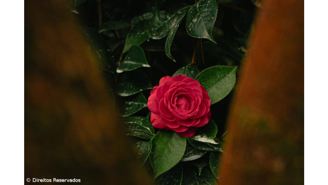 Terra Nostra renova título de Internacional Camellia Garden of Excellence – Imagem 2