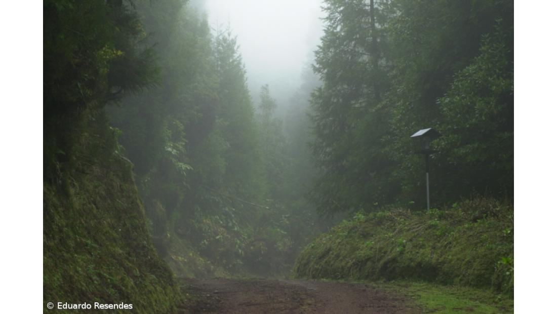 Recuperação de 350 hectares da laurissilva dos Açores estabilizou população do priolo