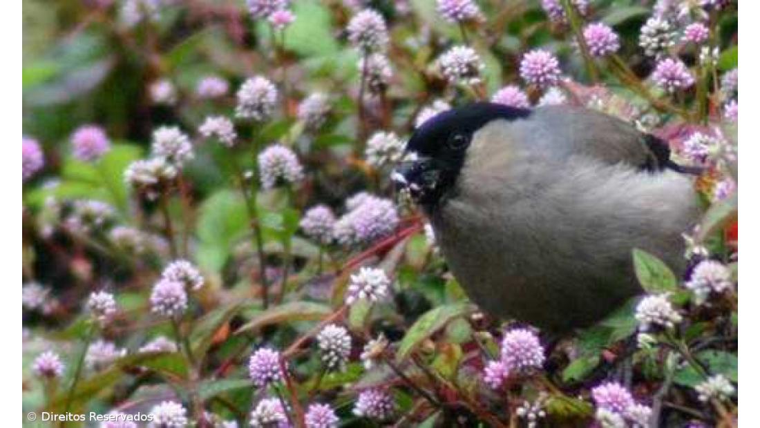 Campanha mundial para salvar priolo angariou metade do valor pretendido