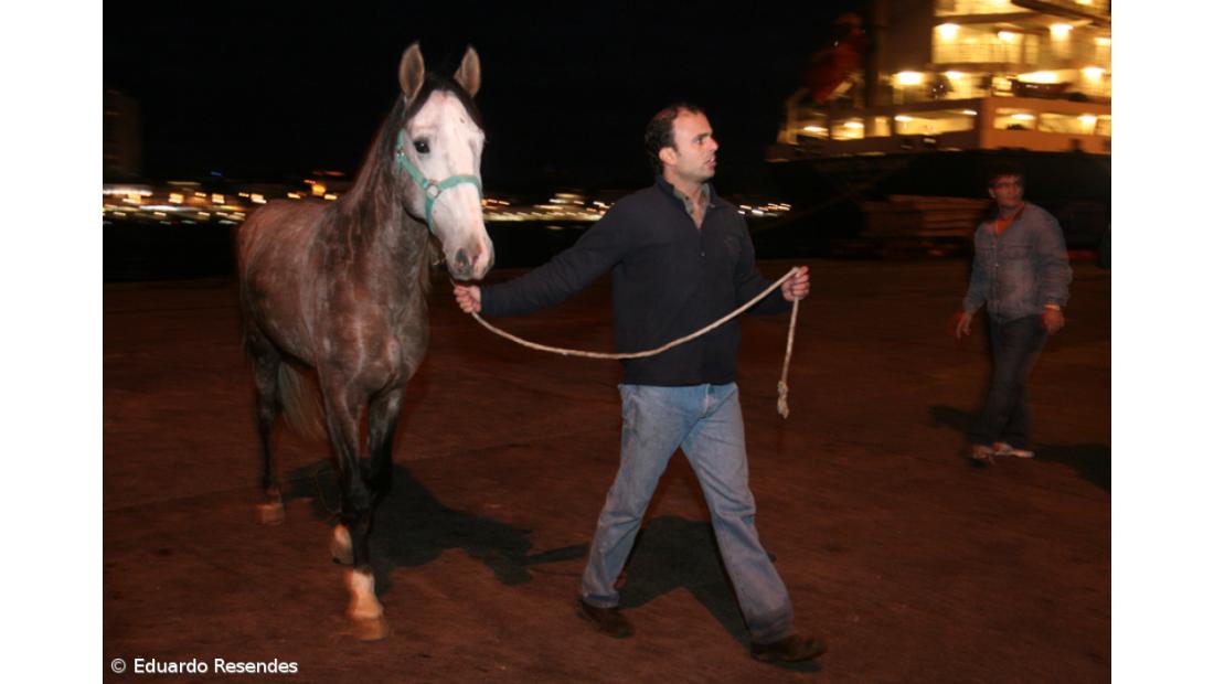 "Titan" retém cavalos que resgatou