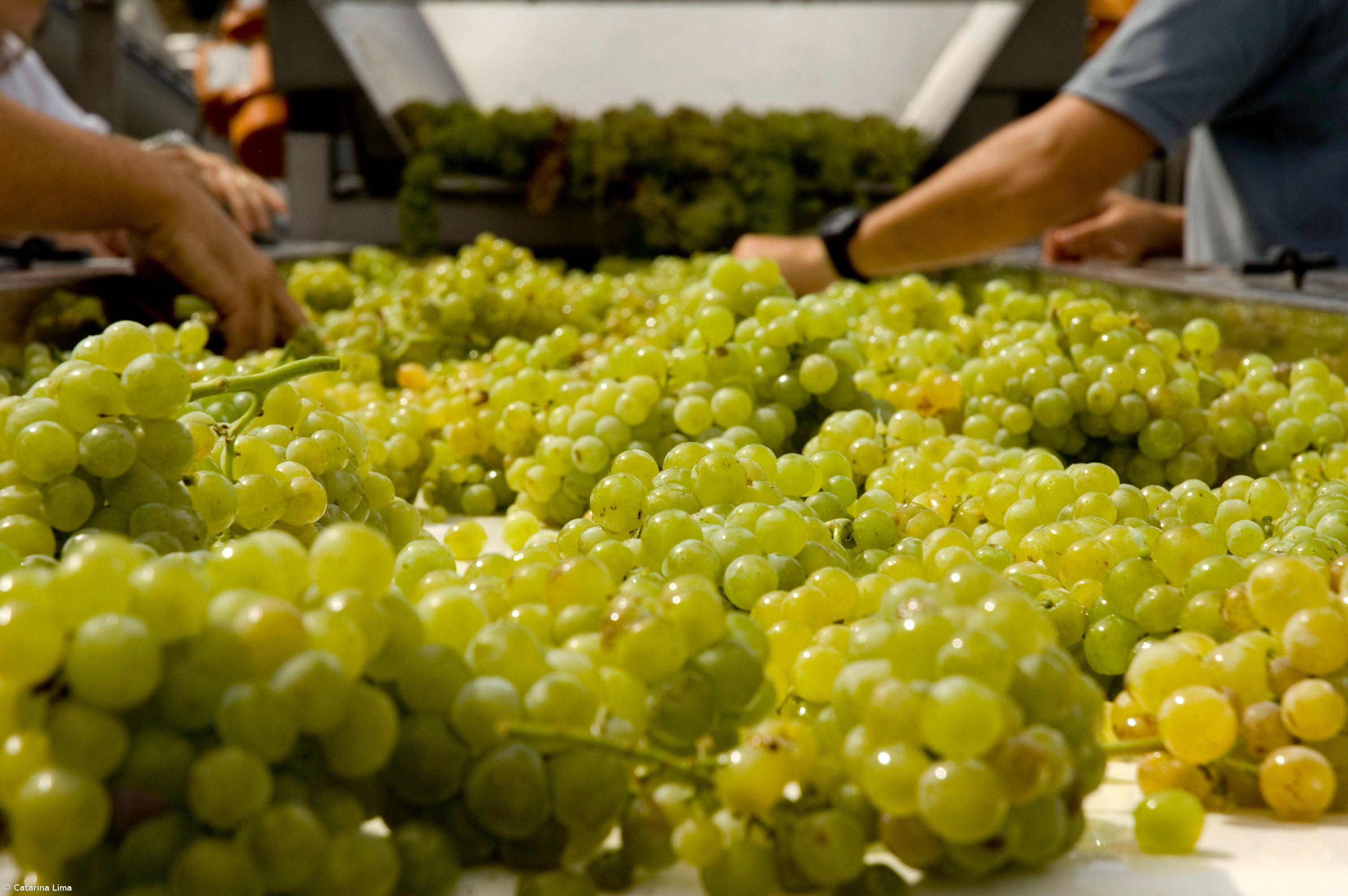 Concluída grande rota pedestre que liga o Douro Internacional ao Douro Vinhateiro  – Imagem 1