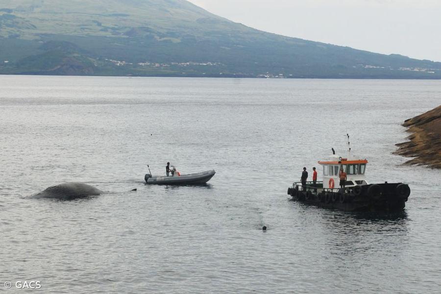 Cachalote que apareceu morto vai ser 'laboratório' para os cientistas – Imagem 1