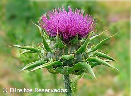 Cardo tem potenciais propriedades para prevenir e tratar cancro  – Imagem 1