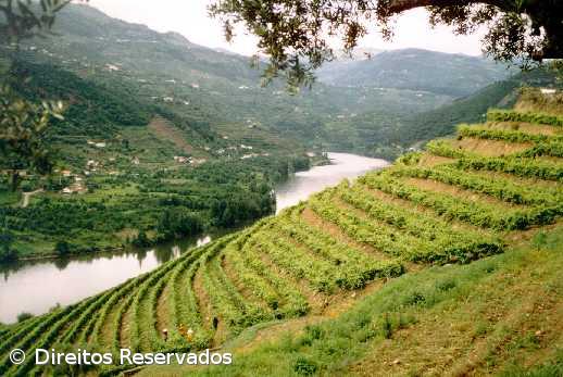 Via Navegável do Douro pode chegar ao milhão de turistas em 2017 – Imagem 1