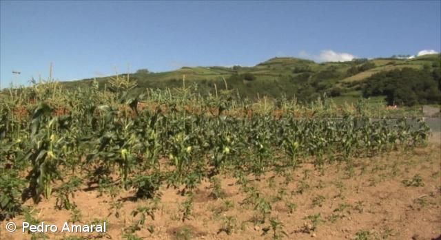 PCTP/MRPP contra "liquidação completa" da produção regional – Imagem 1