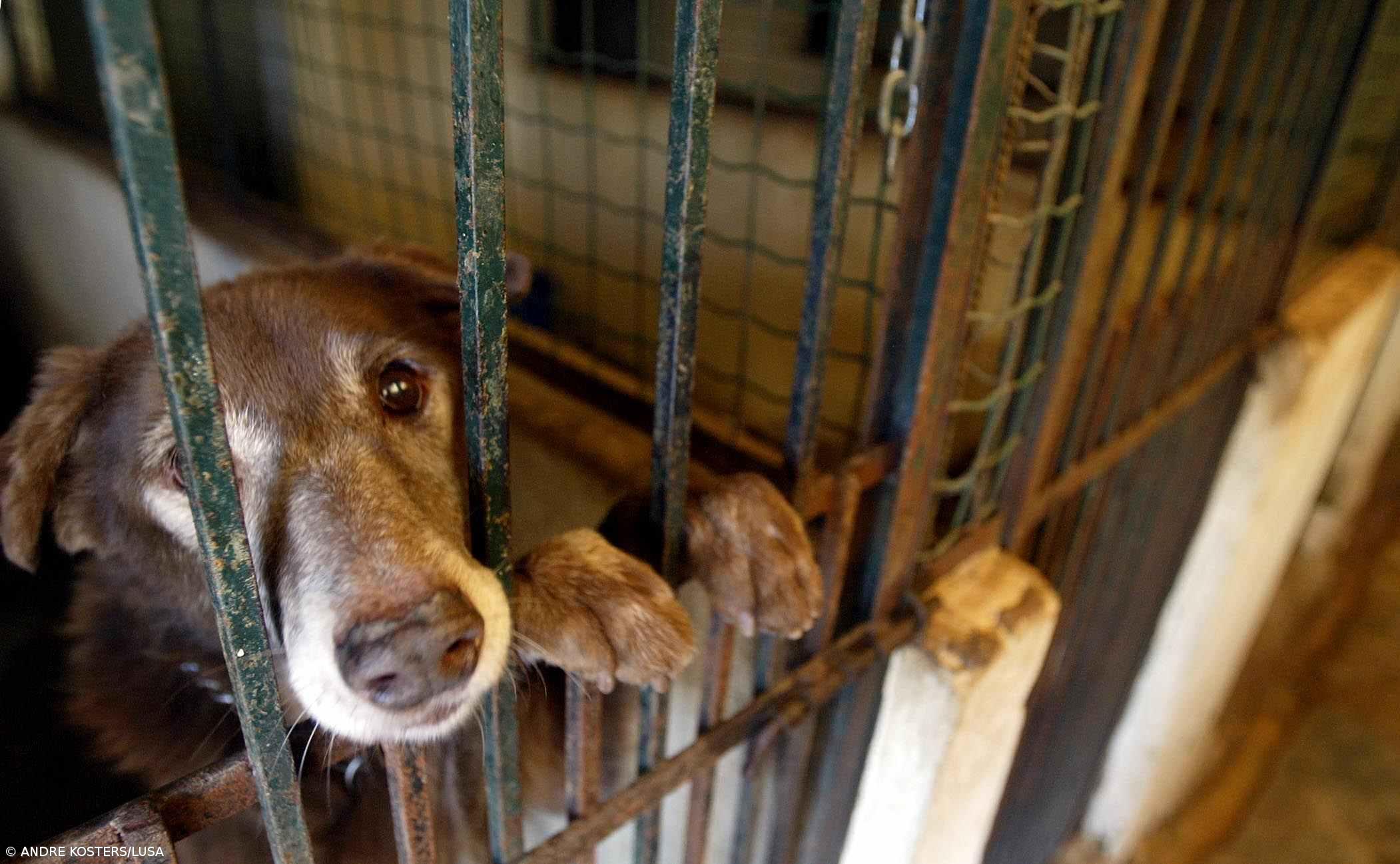 Hospital não comunica  ataques de cães às autoridades – Imagem 1