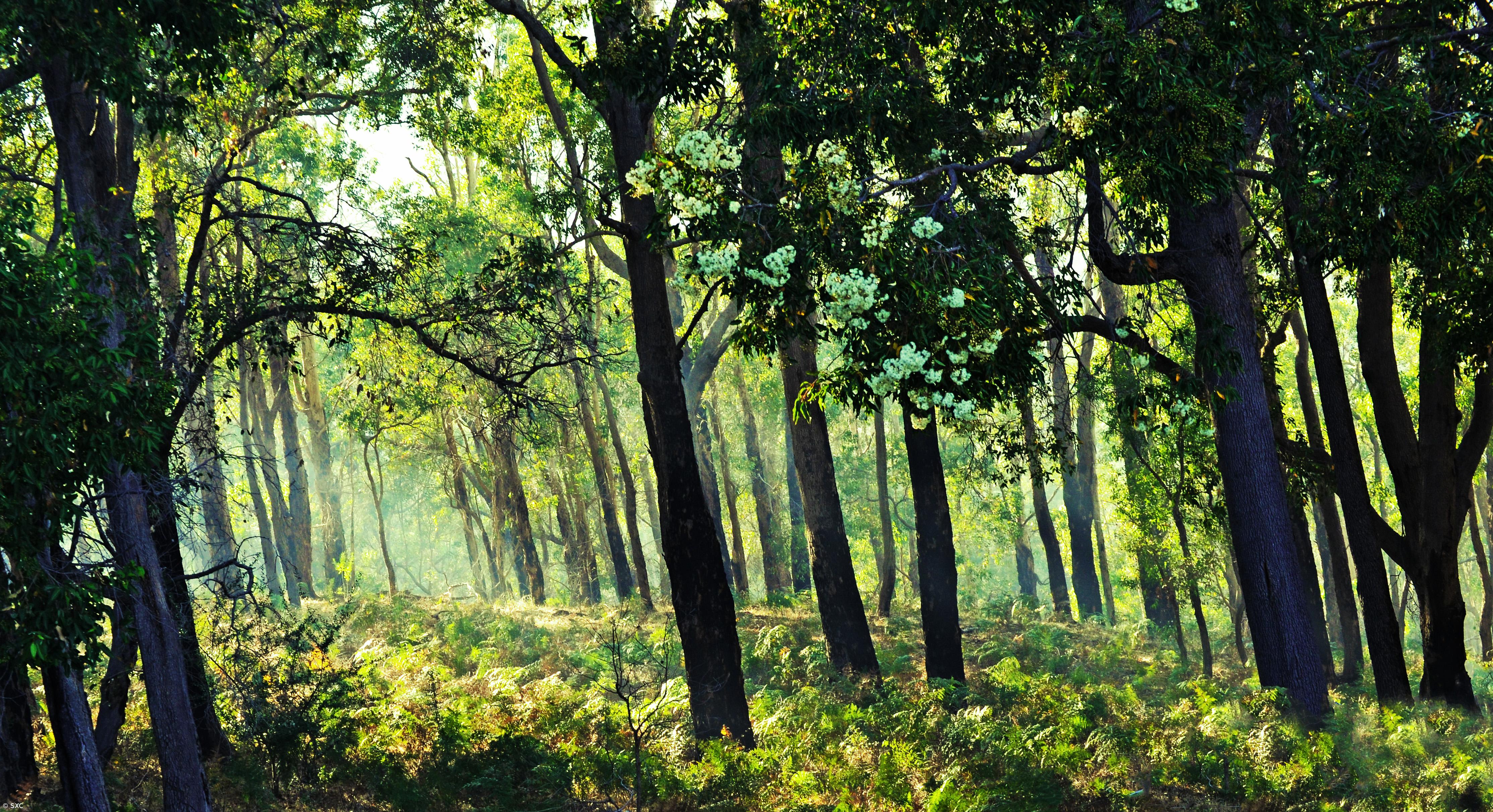 GEOTA propõe espécies autóctones e associativismo para reformar a floresta – Imagem 1