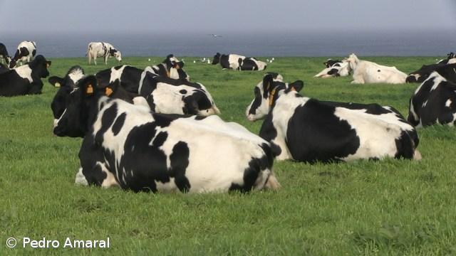 Prémio à vaca leiteira passa a ser igual em todas as ilhas dos Açores  – Imagem 1