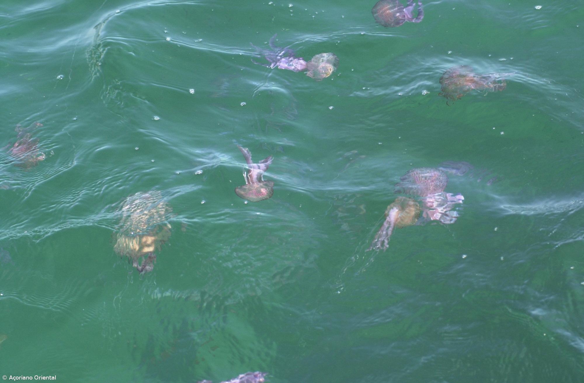 Praias deviam ter bandeira distinta a indicar a presença de águas vivas – Imagem 1