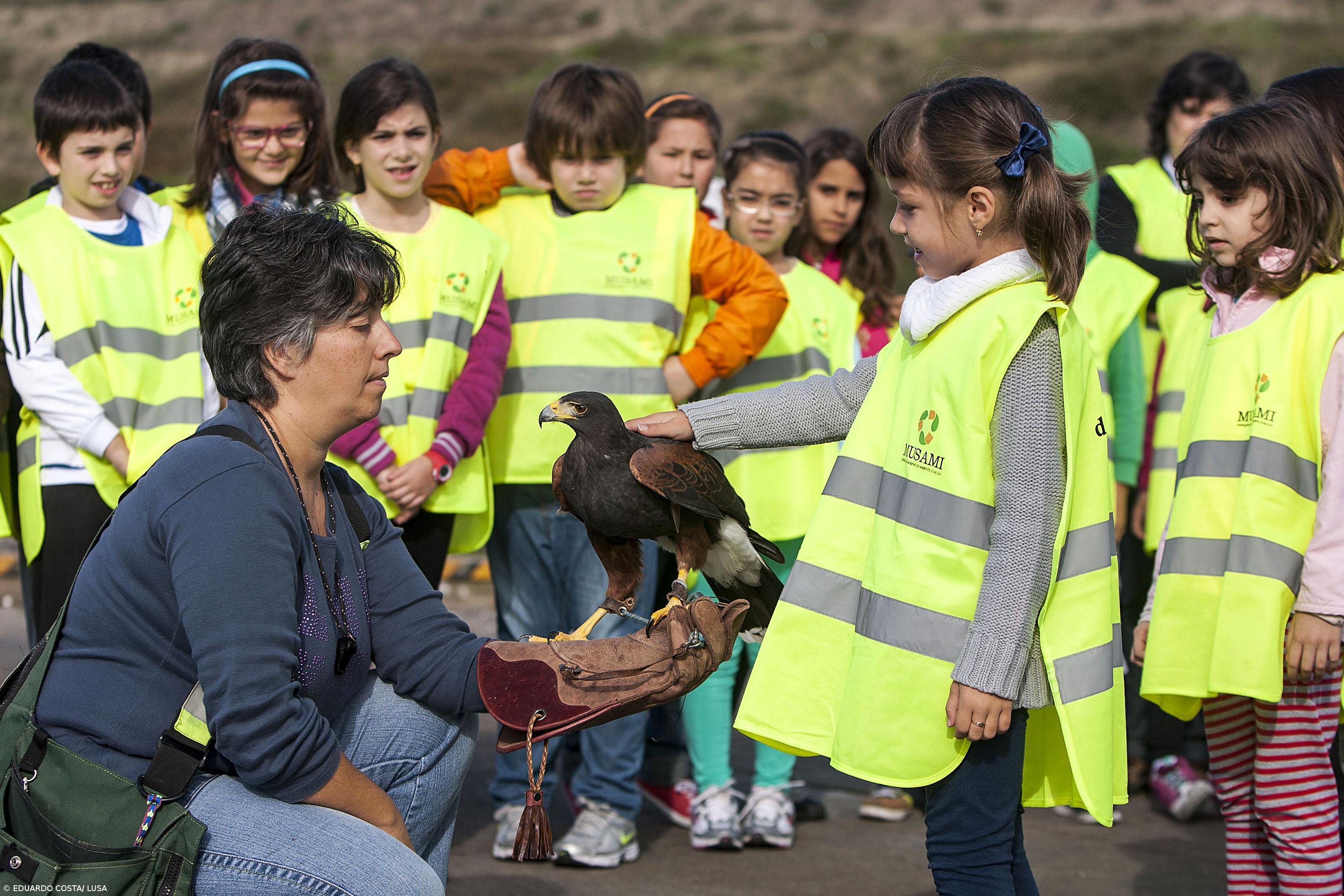 Ecoparque recorre à falcoaria para afastar gaivotas  – Imagem 1