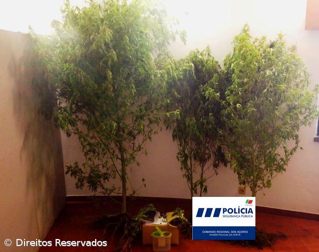 PSP detém dois homens por cultivo e tráfico de drogas – Imagem 1