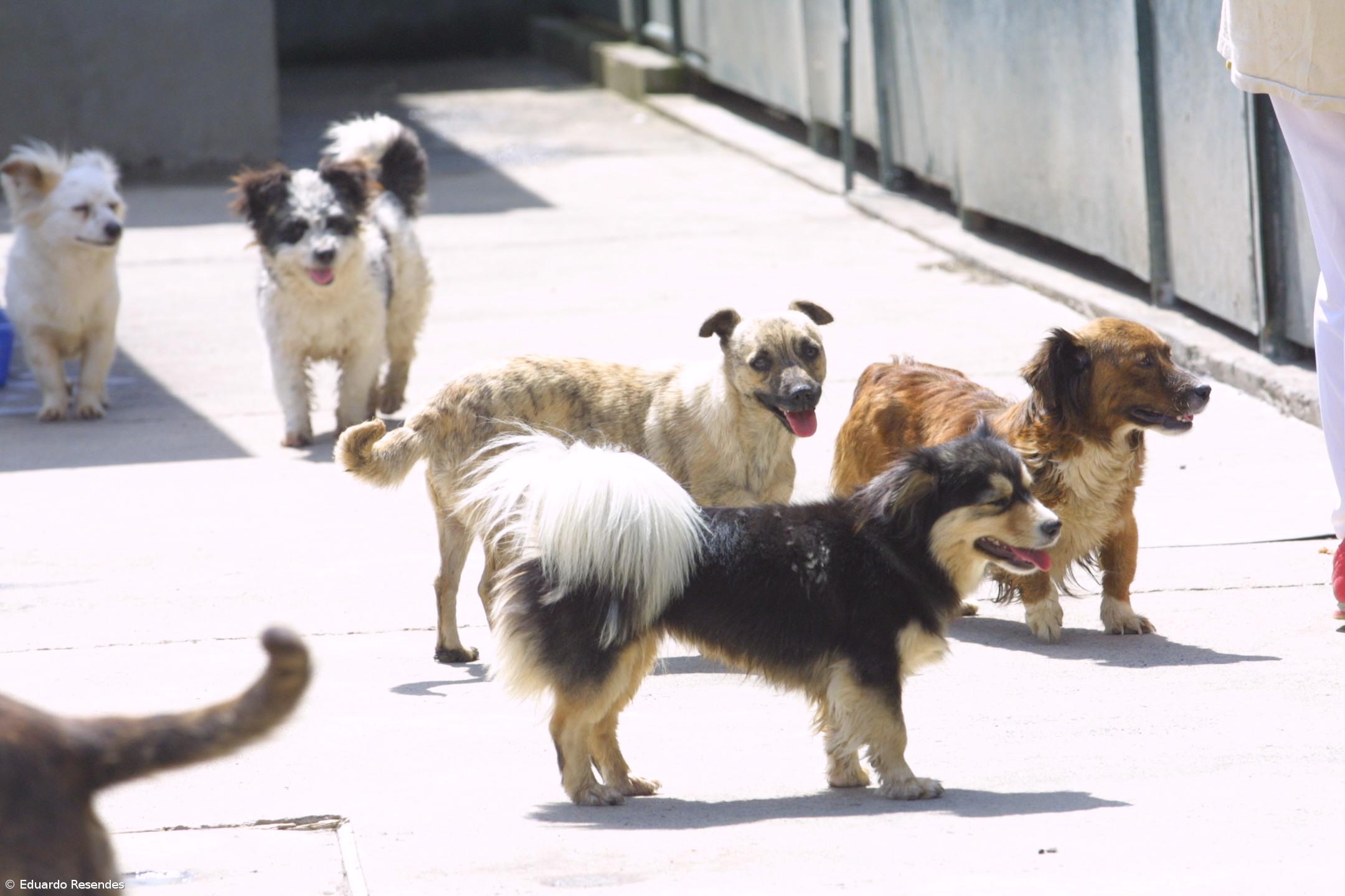 Ampliação canil municipal foi a mais votada do Orçamento Participativo de Ponta Delgada  – Imagem 1