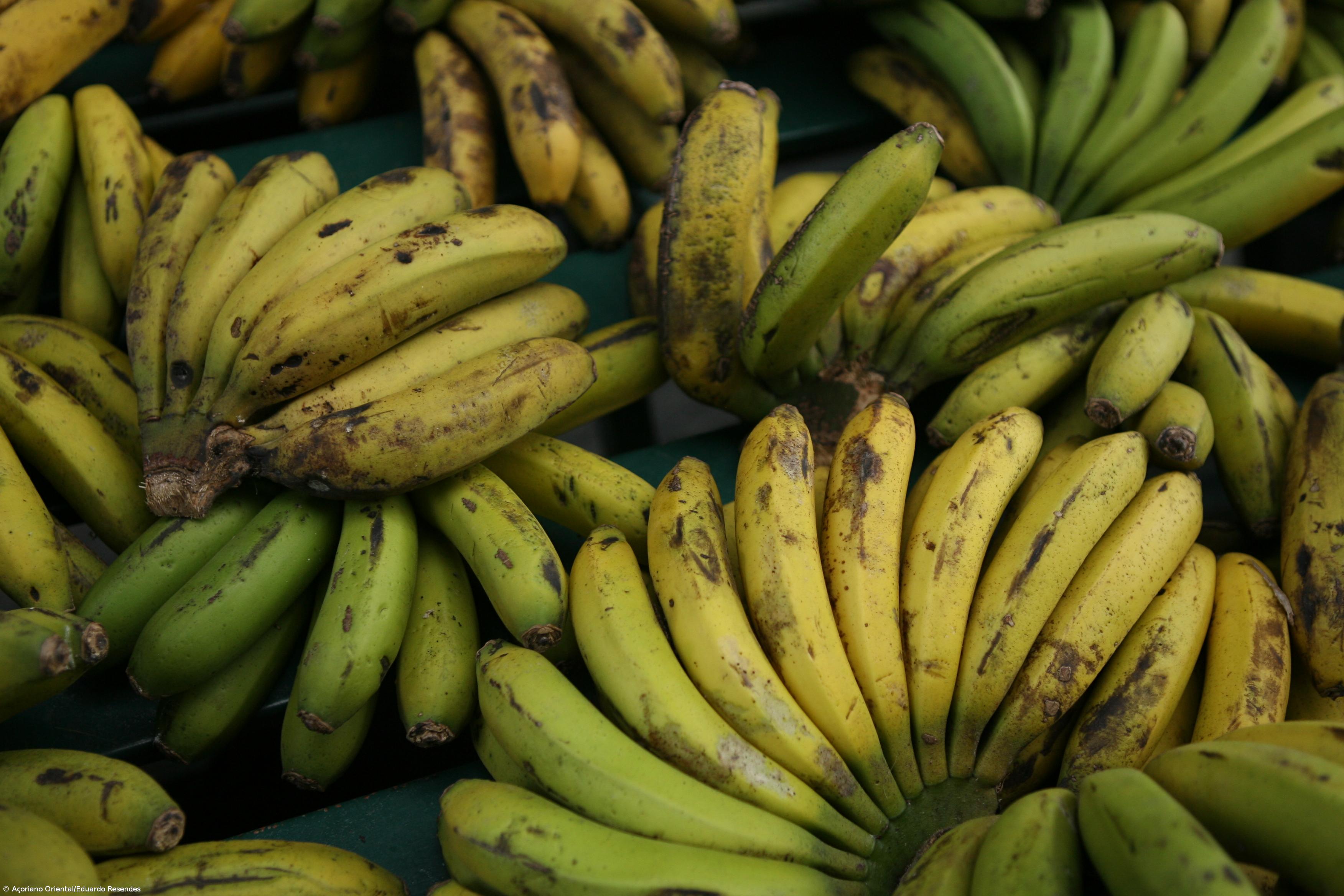 Banana dos Açores em processo de classificação com Indicação Geográfica Protegida – Imagem 1