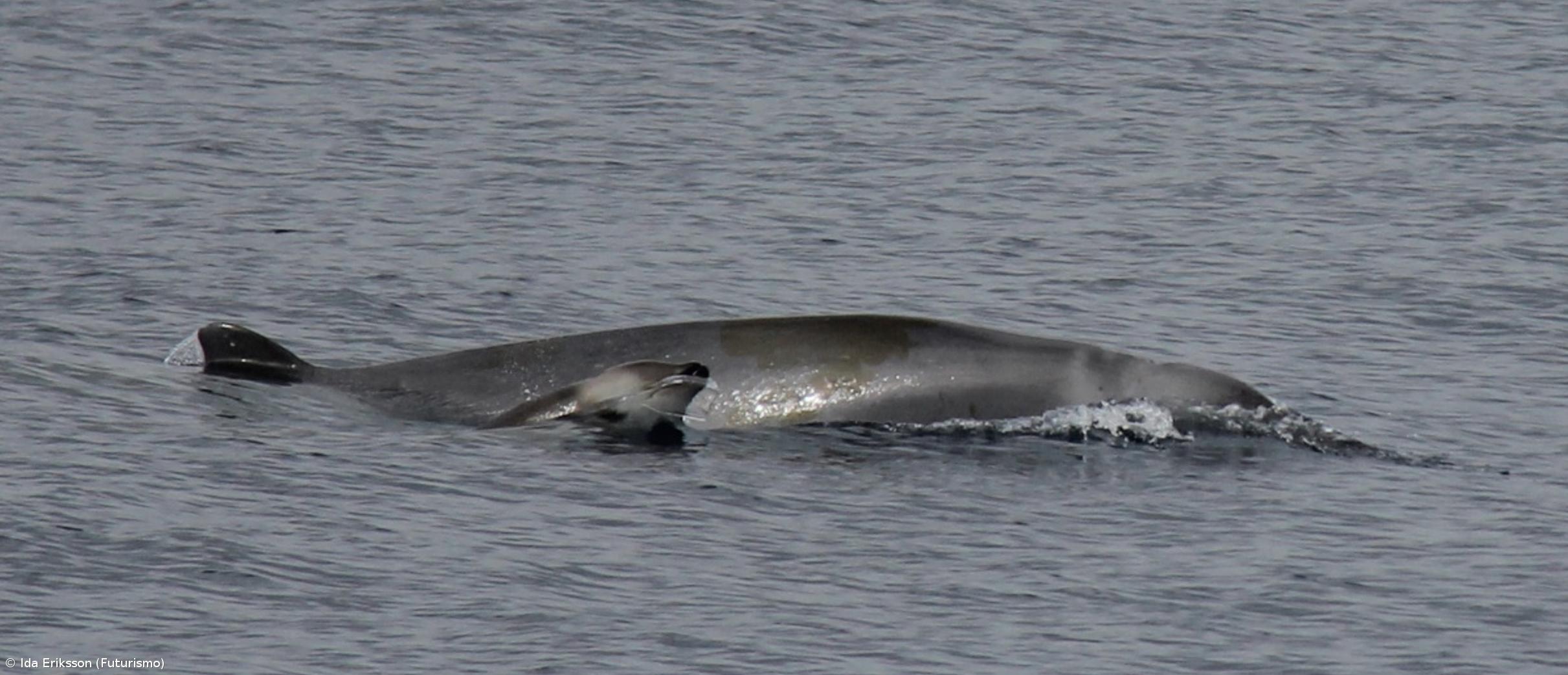 Primeiro vídeo de grupo de baleias pouco conhecidas foi filmado nos Açores  – Imagem 1