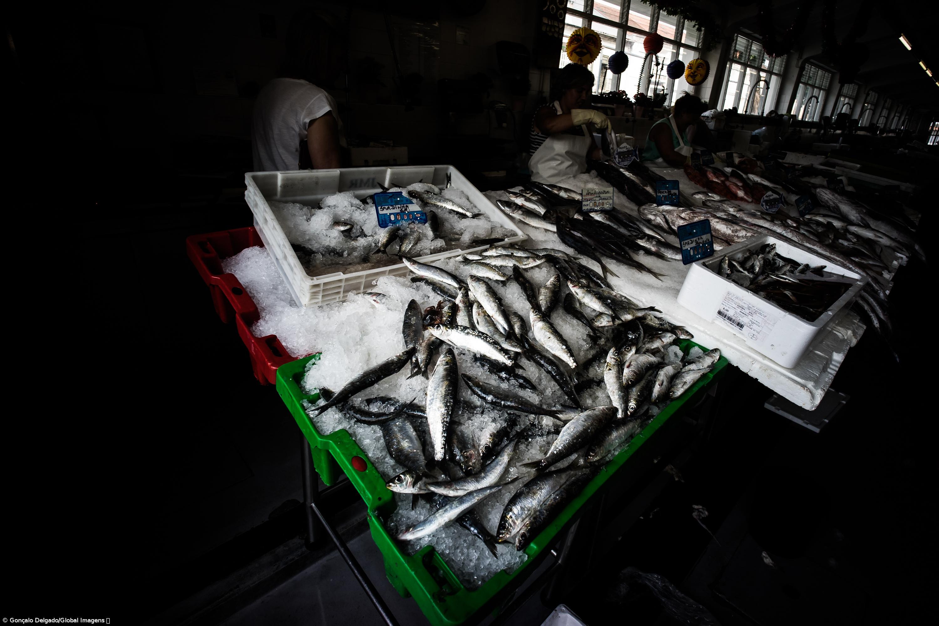 Pesca da sardinha proibida a partir deste sábado – Imagem 1
