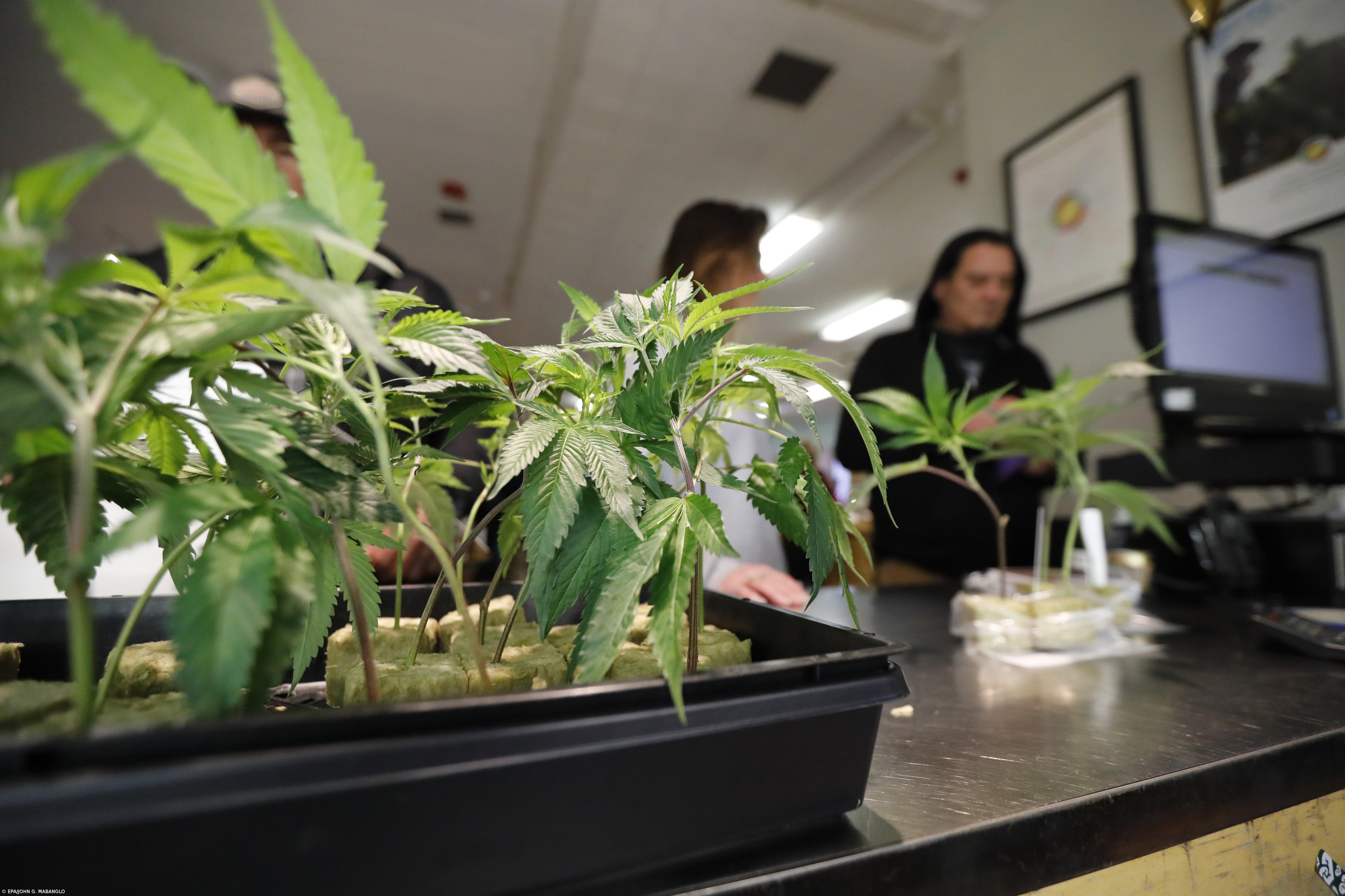 Primeira colheita de canábis para fins medicinais em Aljustrel “rende” 3.000 quilos – Imagem 1