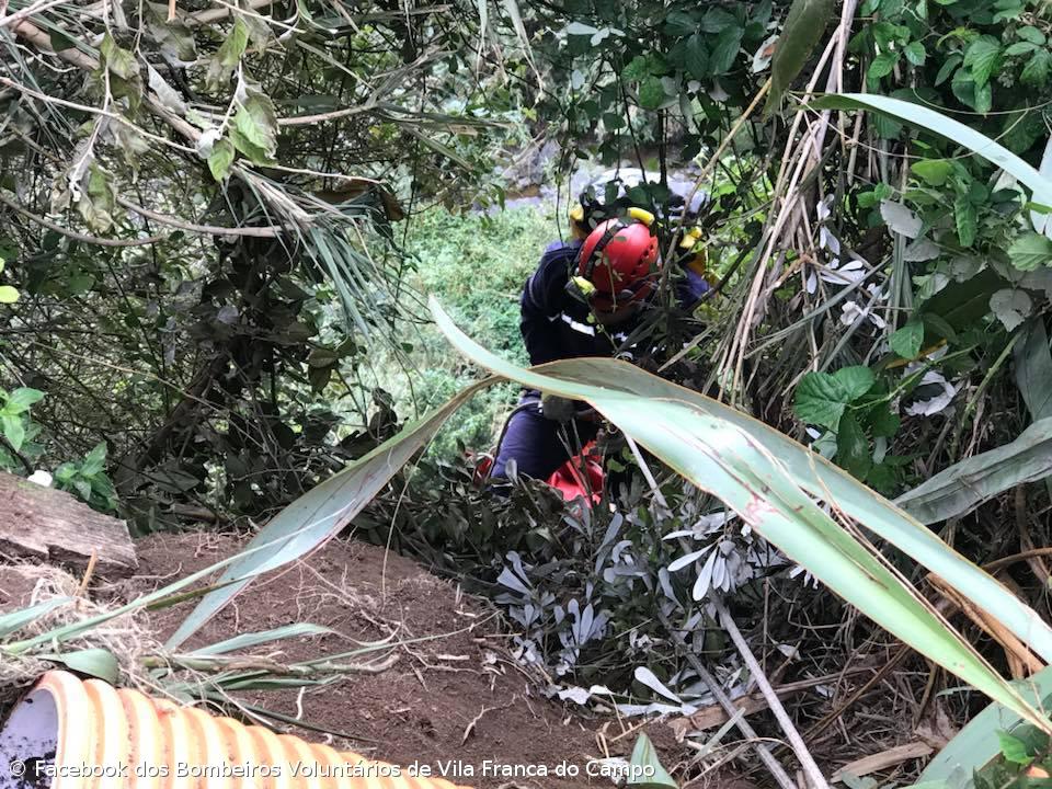 Bombeiros salvam cadela de dois meses em ribanceira de Vila Franca – Imagem 1
