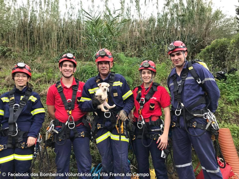 Bombeiros salvam cadela de dois meses em ribanceira de Vila Franca – Imagem 2