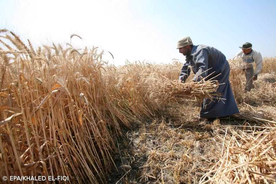 Campanha dos cereais para grão de outono/inverno 2022/23 foi a pior de sempre – Imagem 1