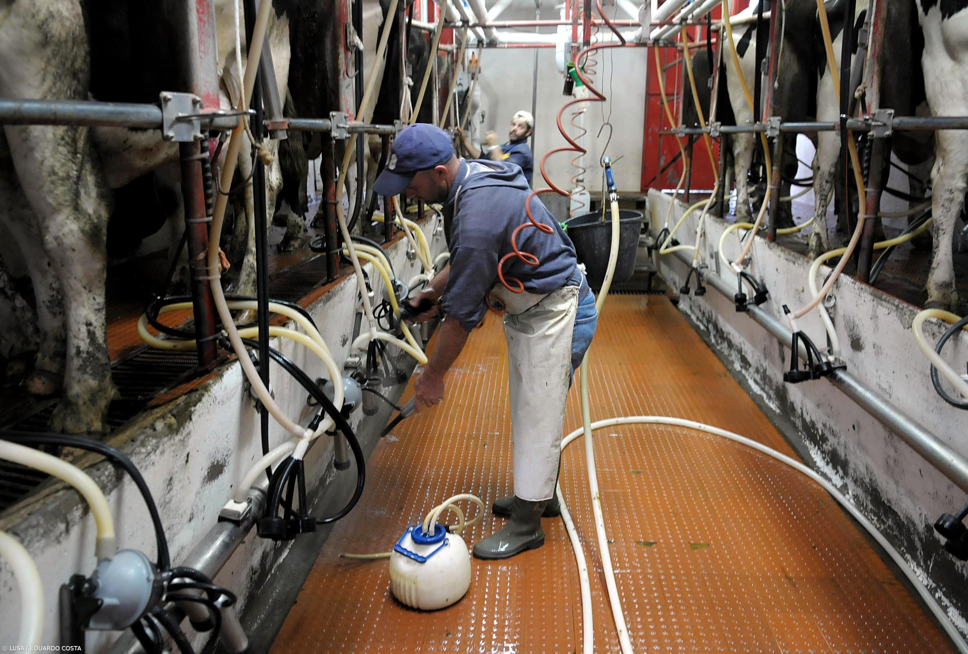 Comissário europeu diz que Açores já têm os meios para atenuar final das quotas  – Imagem 1