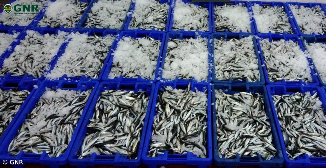 GNR apreendeu 170 quilos de chicharro em São Miguel – Imagem 1