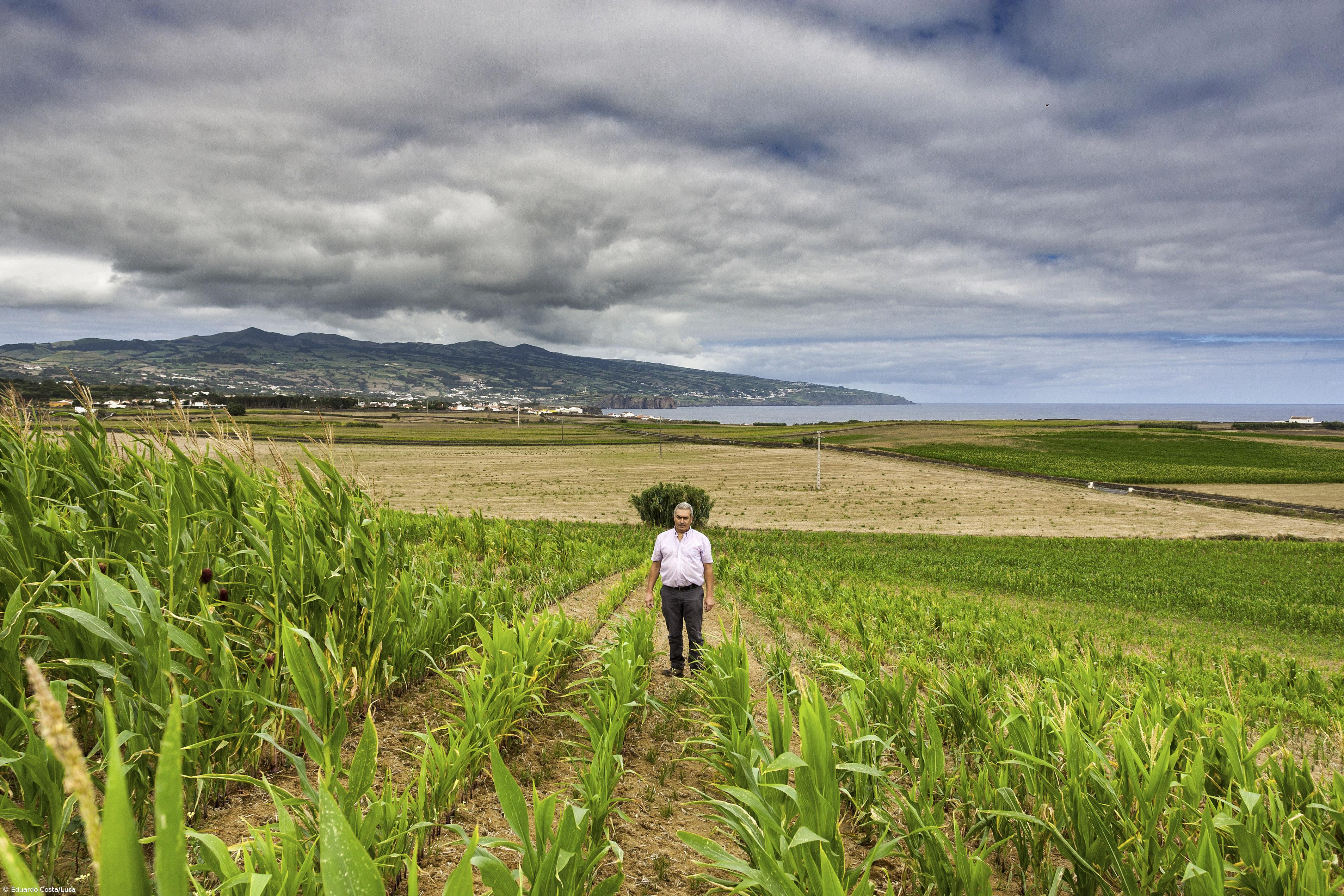 Agricultores dos Açores recebem 62 milhões de euros de antecipação das ajudas do POSEI e PRORURAL+  – Imagem 1