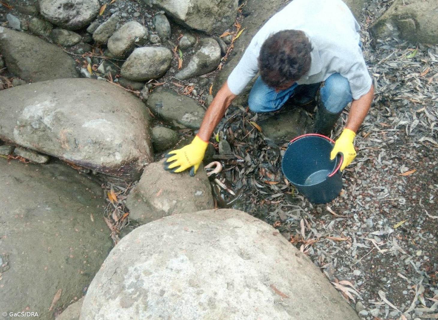 Direção regional do Ambiente resgatou 46 enguias no Nordeste, em São Miguel – Imagem 1