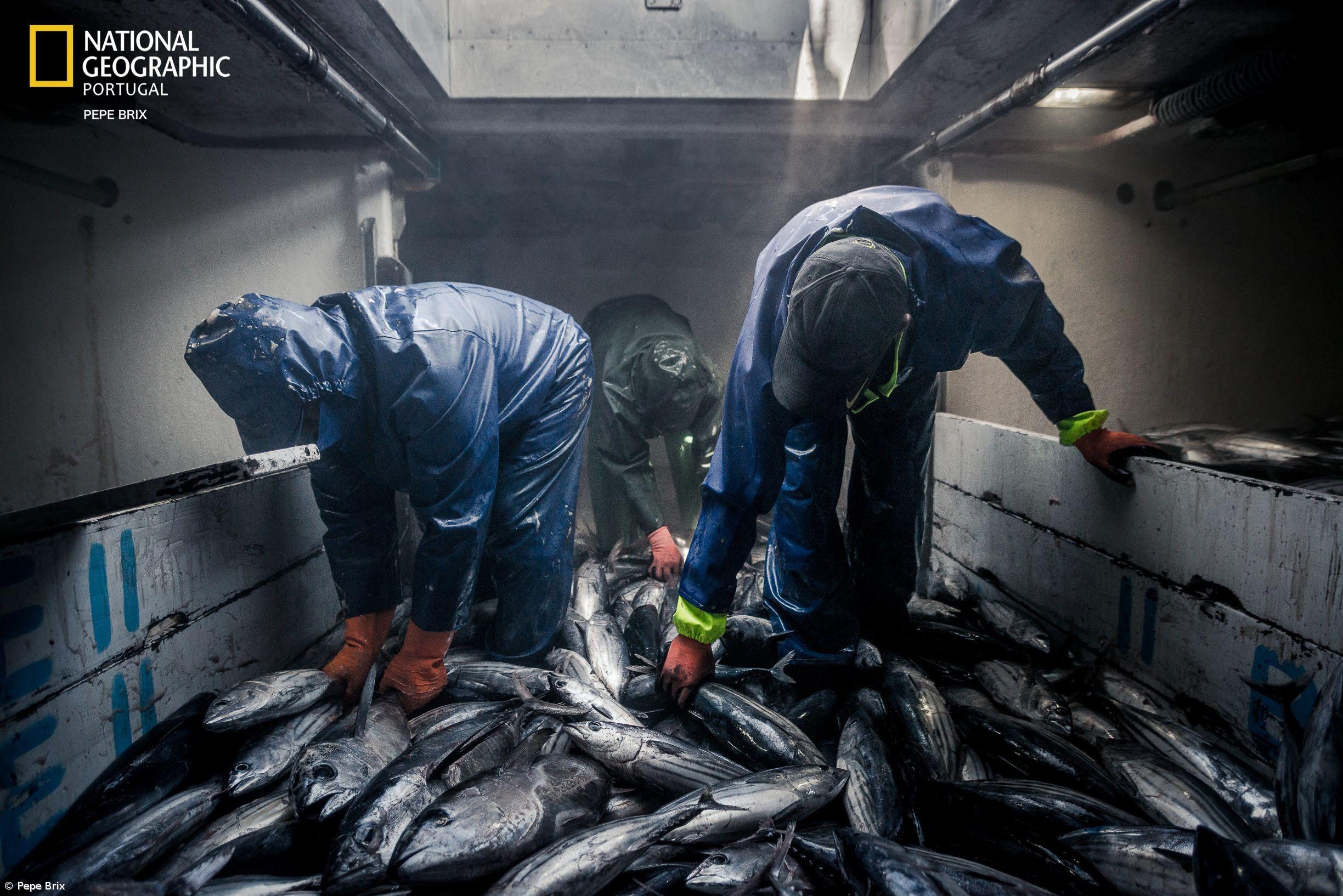Exposição sobre a pesca do atum nos Açores de Pepe Brix chega a Alcácer Quibir, em Marrocos  – Imagem 1