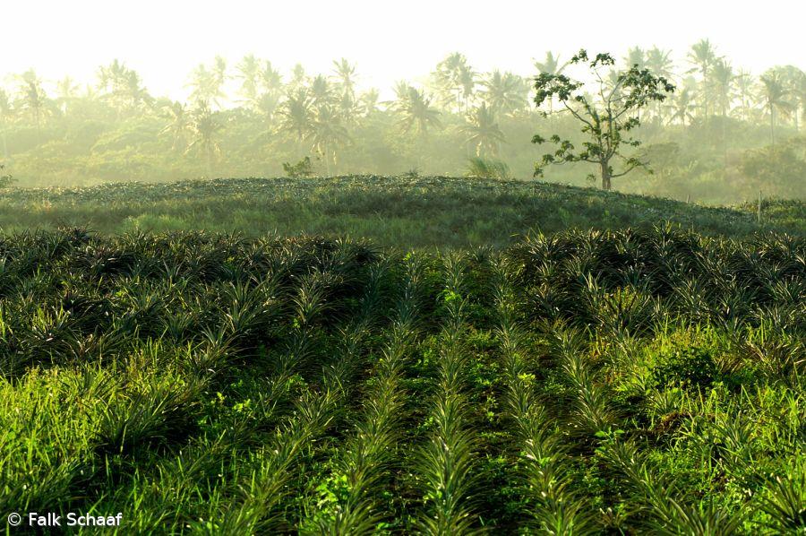 Desenvolvimento Regional e Agricultura asseguram coordenação política do novo QREN – Imagem 1