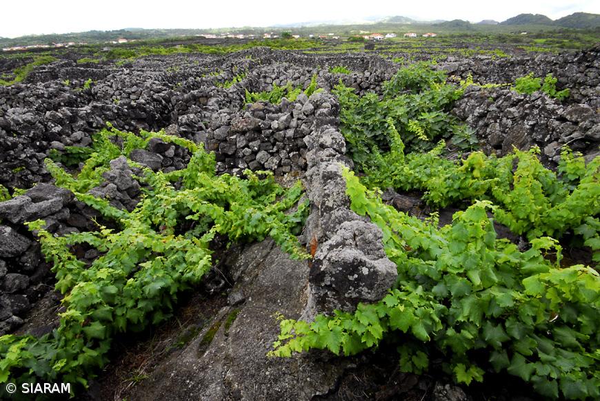 Must Wine Summit arranca hoje no Estoril e viaja depois até aos Açores – Imagem 1