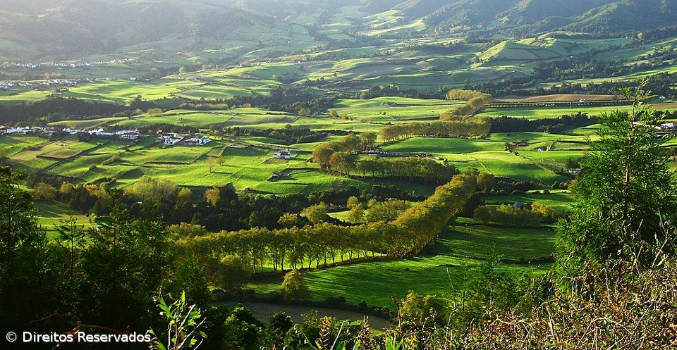 Petição defende classificação de árvores notáveis na ilha de São Miguel  – Imagem 1