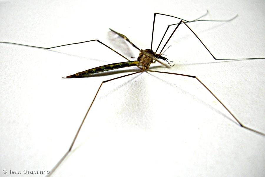 Investigadores portugueses com novos dados sobre bactéria que protege do dengue – Imagem 1