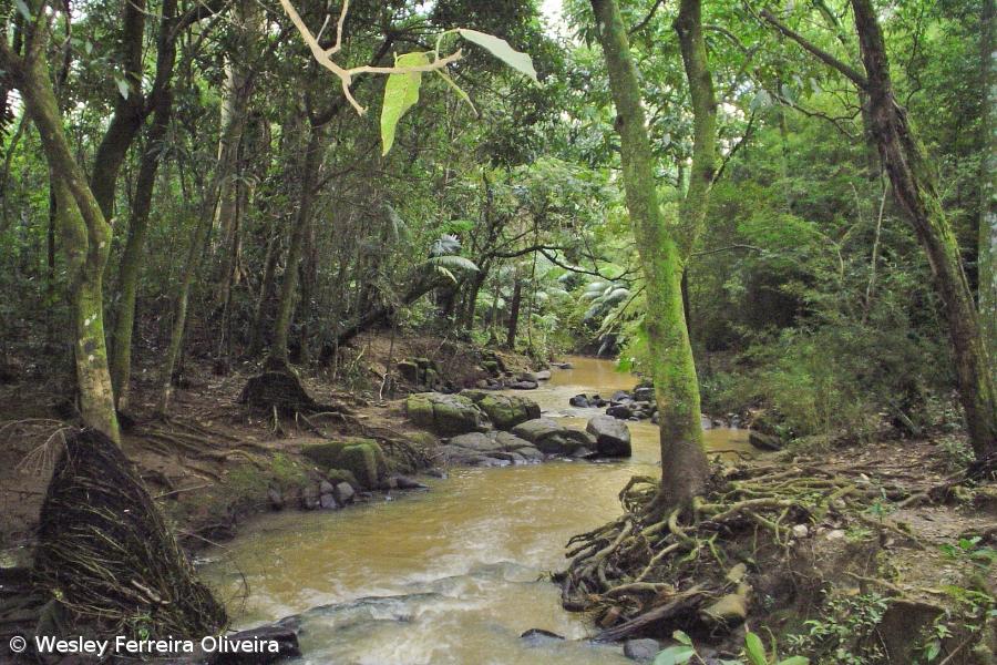 Projecto Laurissilva permite plantar 50 mil endémicas – Imagem 1
