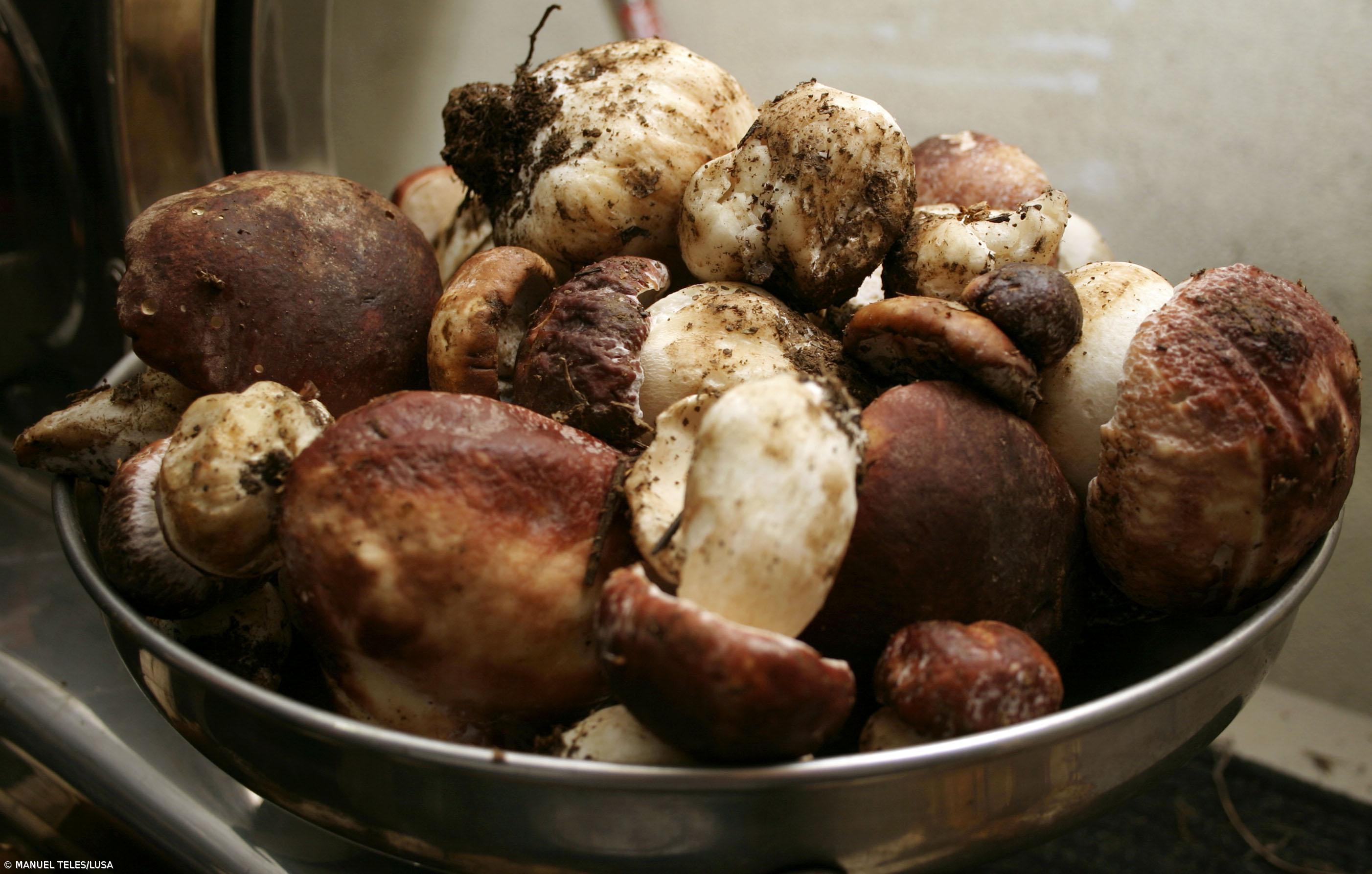 Produção comercial de cogumelos avança este ano em São Miguel – Imagem 1